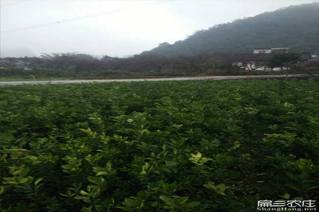 雲浮油茶（chá）基地