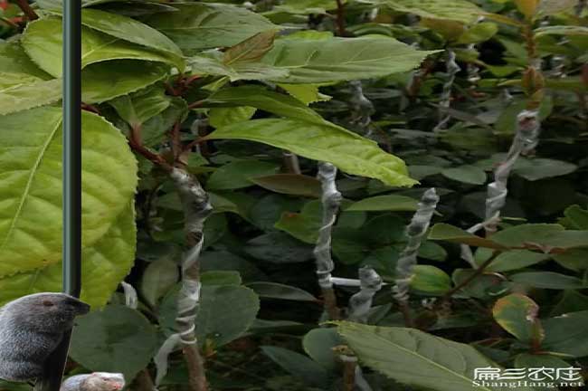 銅陵油茶苗的經營方式