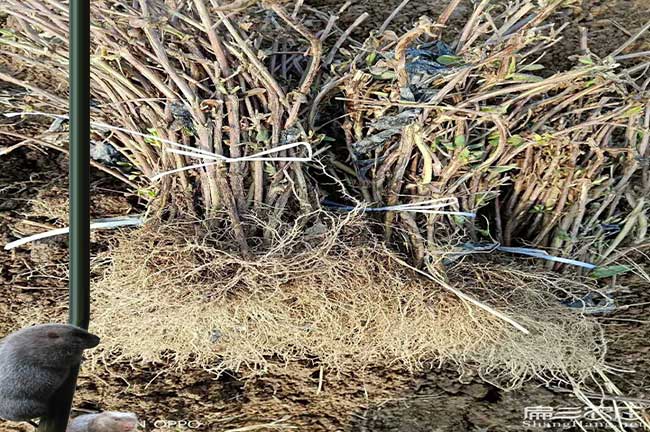 稔山茶樹苗栽植行珠距