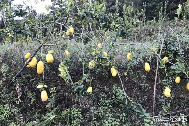 勻東油茶苗掛果周期（qī）短成活率高價格實惠出油率高的地區黑牙齒