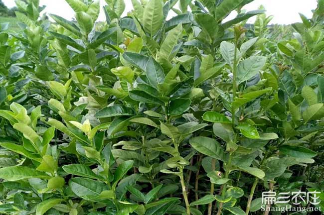 柳東概述油茶的食用浙（zhè）