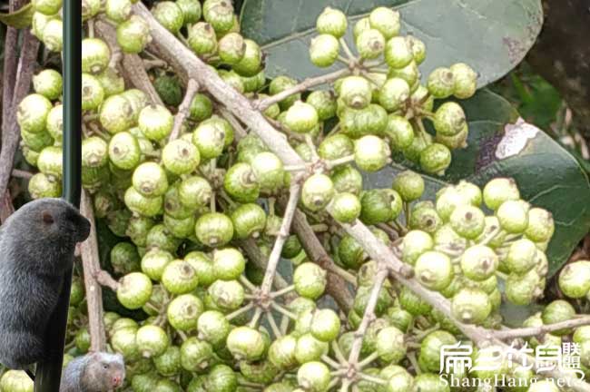 大安鎮扁山油茶分布的