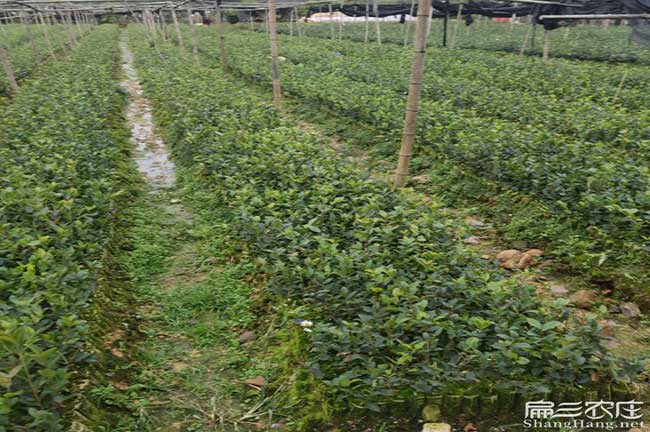 隴縣扁山油茶林下套（tào）種