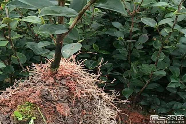 孟集種植油茶哪個品種