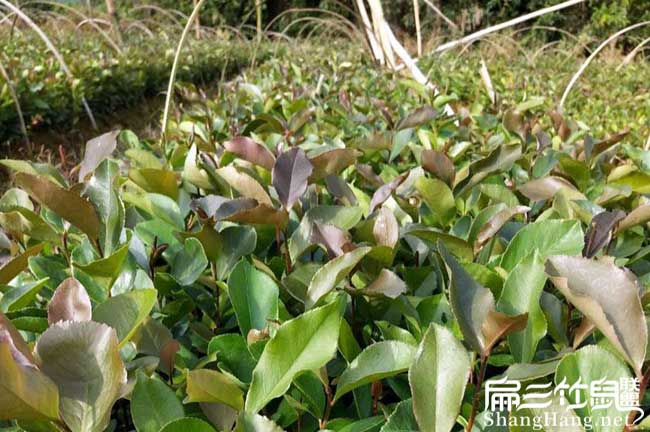 玉林軟枝茶樹苗（miáo）