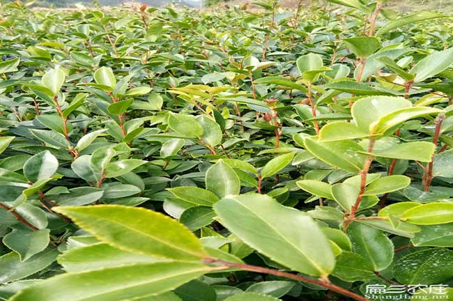 福建油茶基地