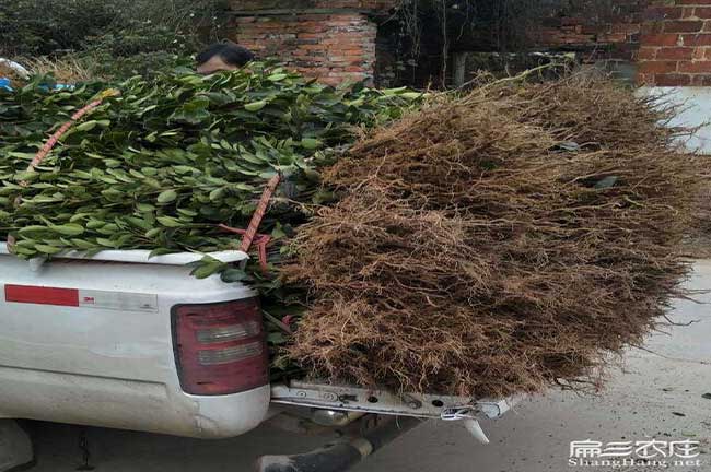 如果在（zài）鳳翔縣種植油茶