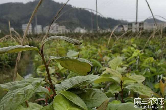 浦北縣源茶樹（shù）苗日常管