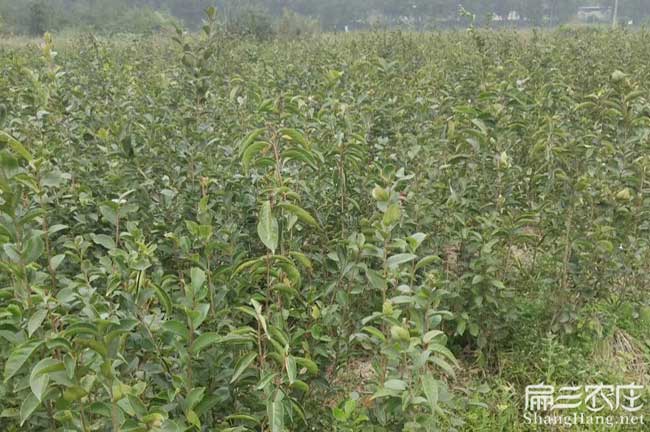 漢（hàn）中高產油茶苗批發➳漢中（zhōng）嫁接高（gāo）產油茶苗樹基地