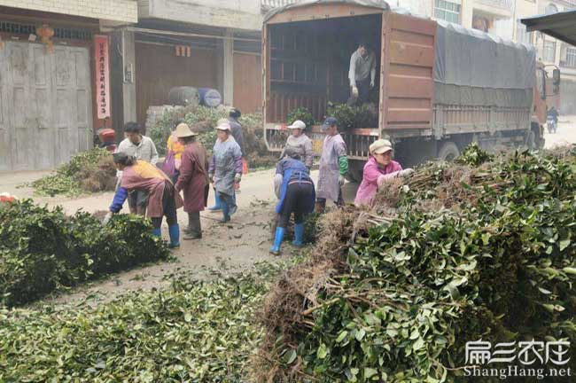 迪慶油茶苗批發價錢是多少錢一珠(香格裏拉維西德欽)