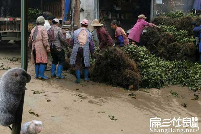 鎮沅適合種植油茶樹嗎