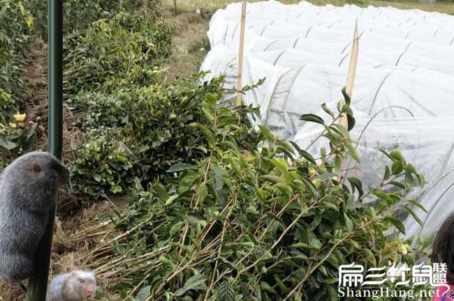 興業扁山茶樹苗下套種（zhǒng）