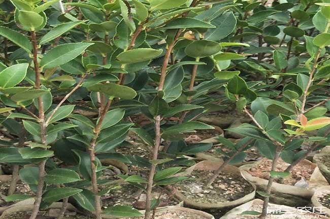 雲南油茶苗適合品種選擇貴州江蘇河南油茶（chá）種植技術培訓