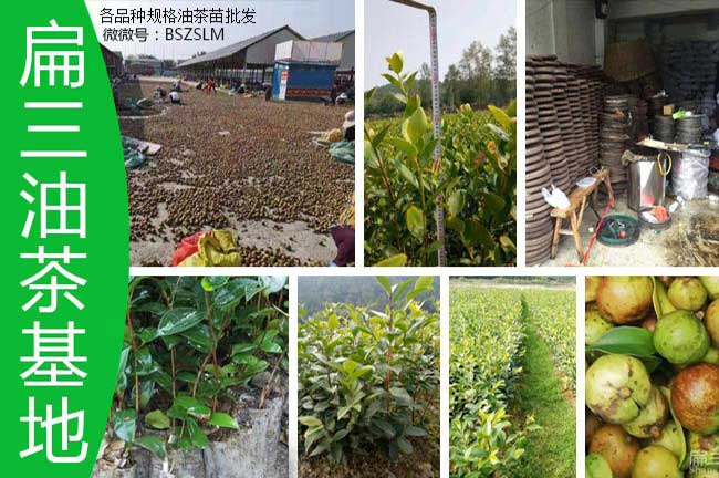 全國規模種植油茶基地公示 江西糊南（nán）廣西福建-扁山油茶