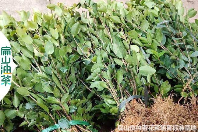 紅花江西贛州（zhōu）批發油茶苗 培育1年長林軟枝大果小杯苗（miáo）53號2元