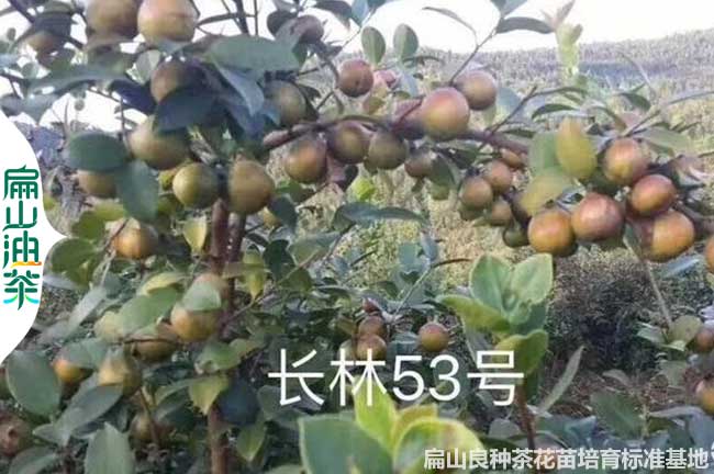 宿（xiǔ）遷長林53號油茶苗