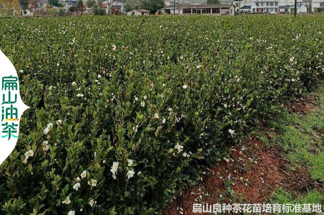 南寧（níng）香花油茶小杯苗批發