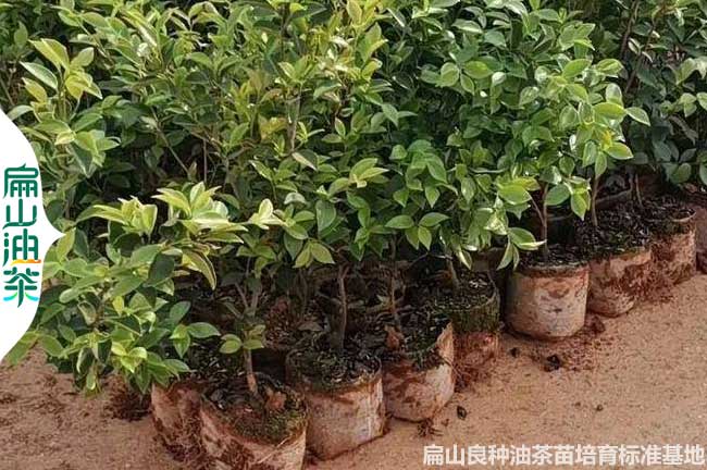 大批發基地湖南1年嫁接油茶苗培（péi）育 懷化（huà）株洲攸縣湘林210-69