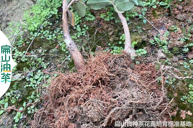 懷化2年裸根油（yóu）茶苗