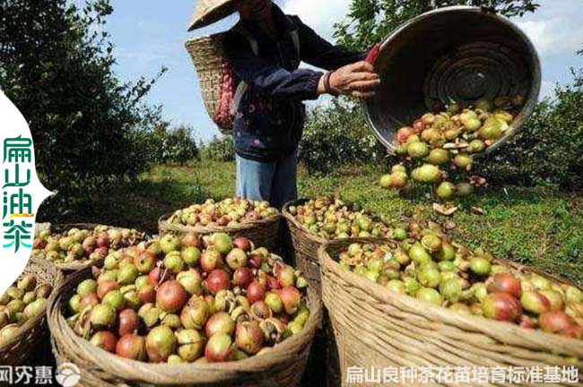 邵陽（yáng）茶果收購