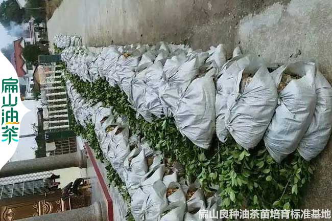 雲南長林油茶小杯苗