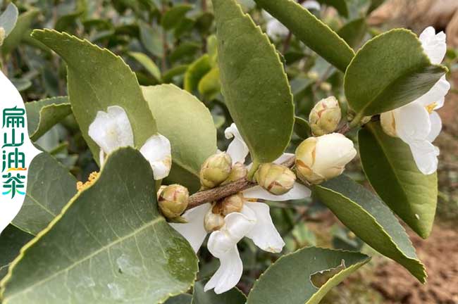 平（píng）頂山白花油茶苗培育