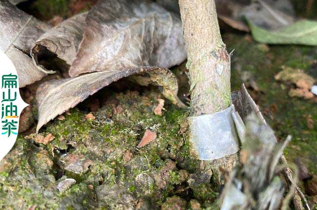 萬寧嫁接油（yóu）茶苗