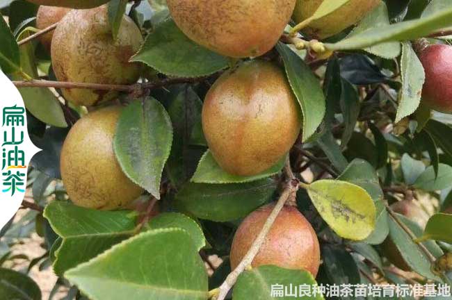 漯河（hé）油茶種植