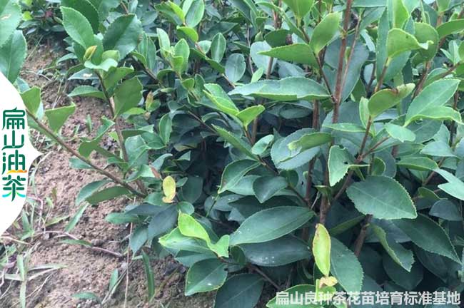 平頂山軟枝油茶苗批發