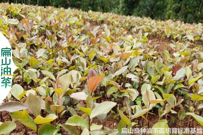 培（péi）育 湖南較大（dà）油茶苗 良種嫁接茶樹（shù）小杯苗批發 好價格1元一珠