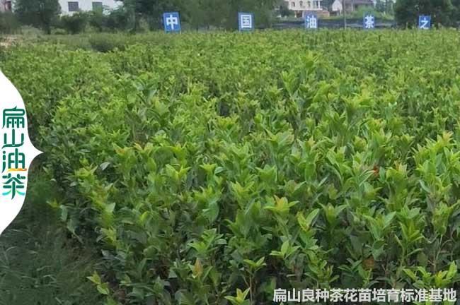 XH南寧香花油茶苗欽州小杯（bēi）苗培育 廣西嫁接香花茶樹批發9元