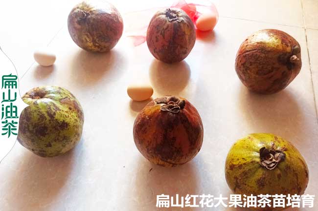 福建大果紅花（huā）油茶