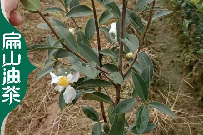 怒江長林油茶苗批（pī）發