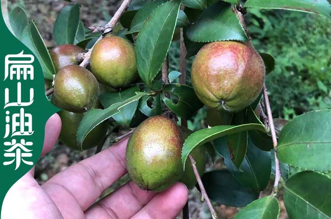 臨滄（cāng）油茶種植