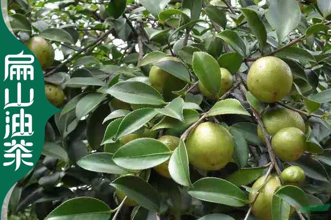 金華油茶苗培育