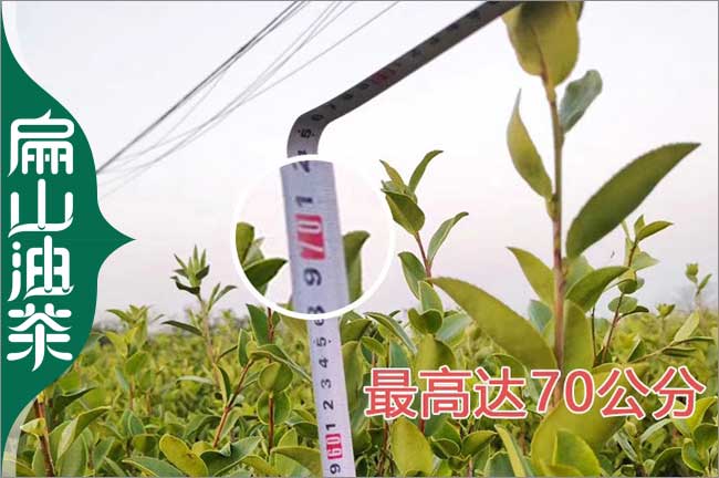 [潛江楊梅苗]油茶樹（shù）苗培育批發基地歡迎您加盟 潛江1CM杯苗