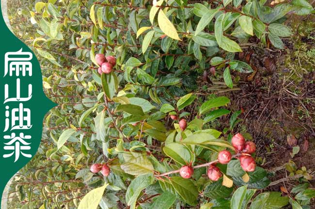 崇左大紅花油茶苗批（pī）發