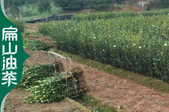 定西油茶苗批發