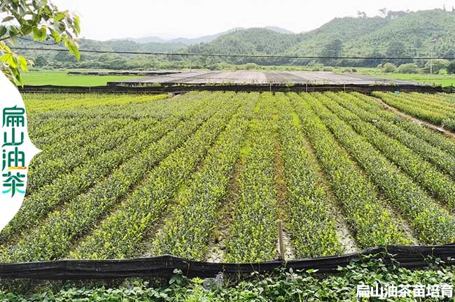 達州茶（chá）葉苗培育基地