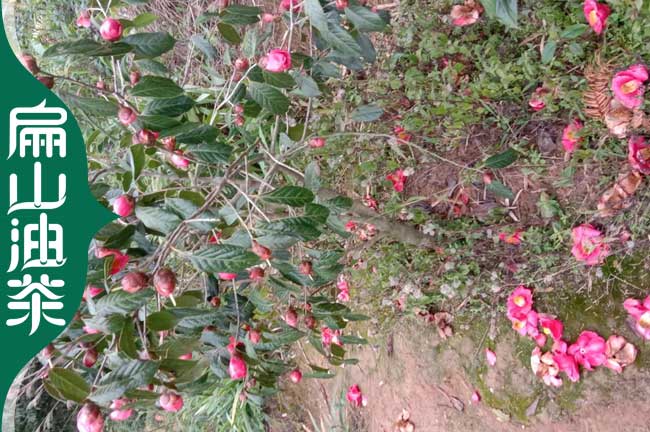 廈門紅花茶樹苗