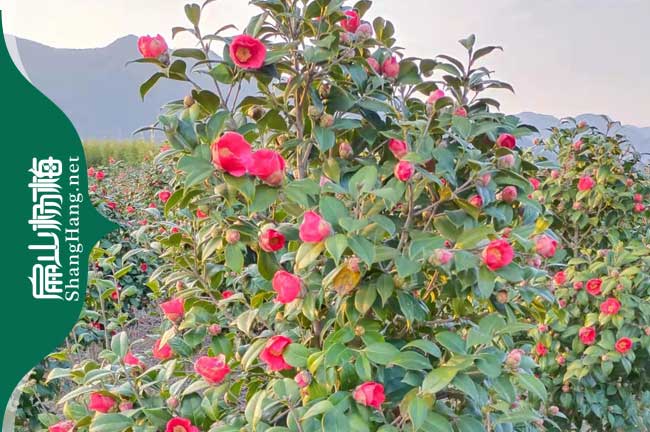 浙江紅（hóng）花油茶苗（miáo）