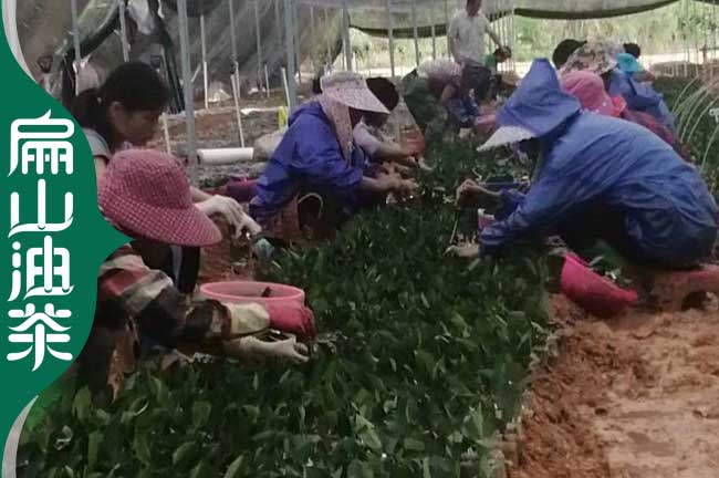 新餘嫁接油茶苗培育