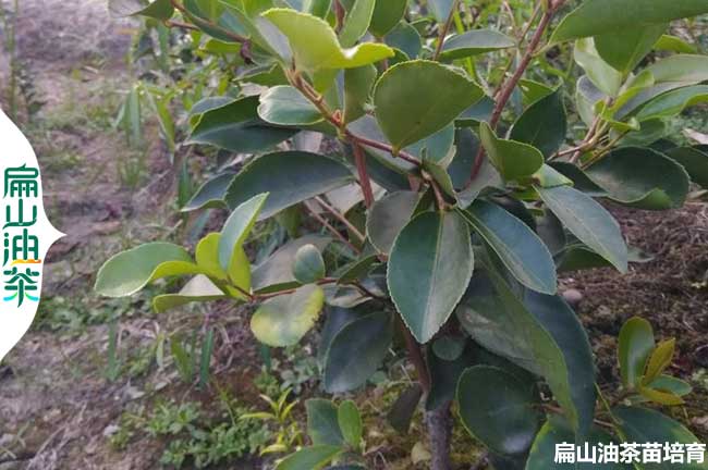 鄭（zhèng）州軟枝油茶小杯苗（miáo）