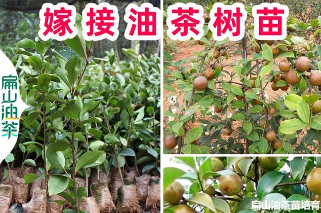 遂寧嫁接油茶（chá）小杯苗培育