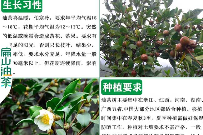 德陽油（yóu）茶種植基（jī）地