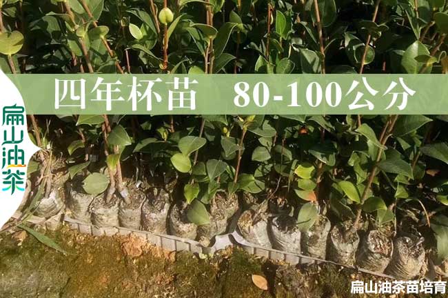 九江4年油（yóu）茶苗批發（fā）