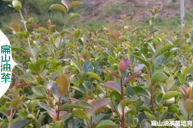 甘肅軟枝油（yóu）茶（chá）苗培育