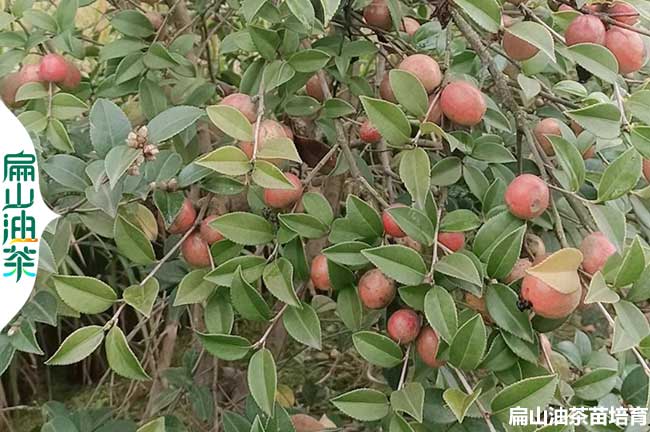 廣安油茶種（zhǒng）植