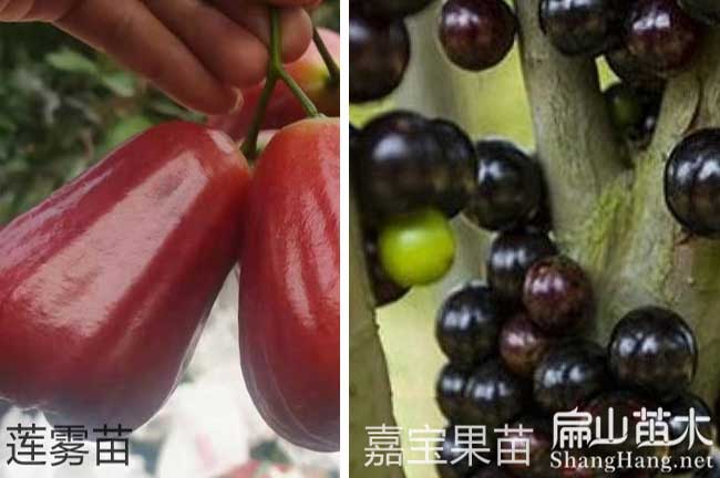 福建（jiàn）蓮霧苗批（pī）發