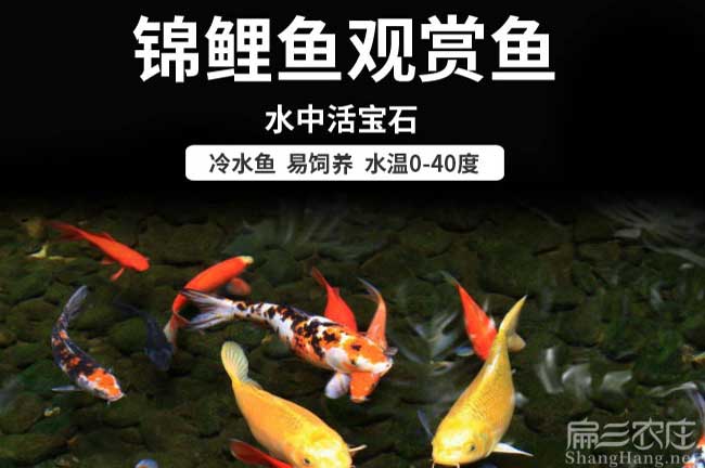 福建觀賞魚養（yǎng）殖